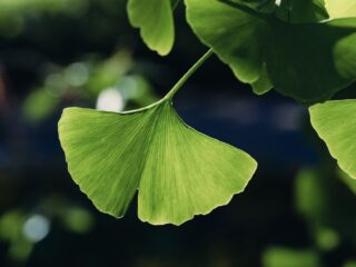 close up photo of ginkgo leaves