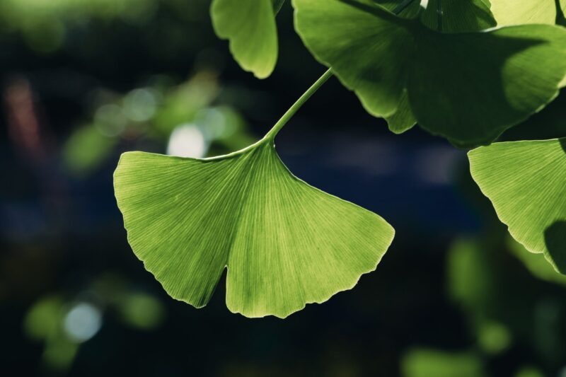 close up photo of ginkgo leaves