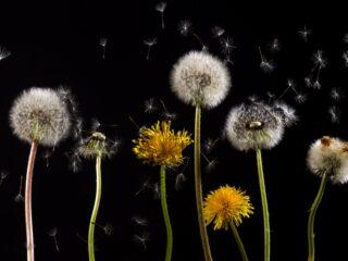 pollen macro dandelion back light