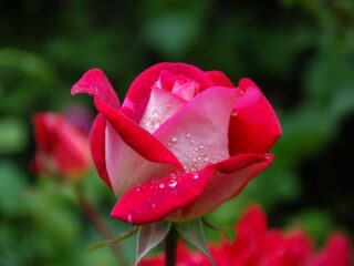 Photo by Pixabay on <a href="https://www.pexels.com/photo/close-photography-of-red-and-pink-rose-56866/" rel="nofollow">Pexels.com</a>