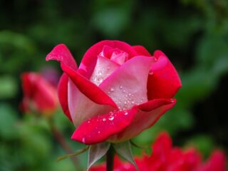 close photography of red and pink rose