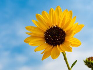 Photo by Brett Sayles on <a href="https://www.pexels.com/photo/selective-focus-photography-of-sunflower-1454288/" rel="nofollow">Pexels.com</a>