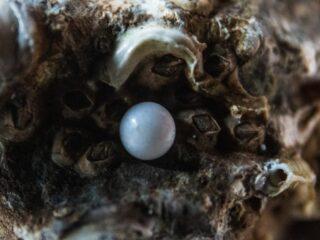 white egg on brown and black surface