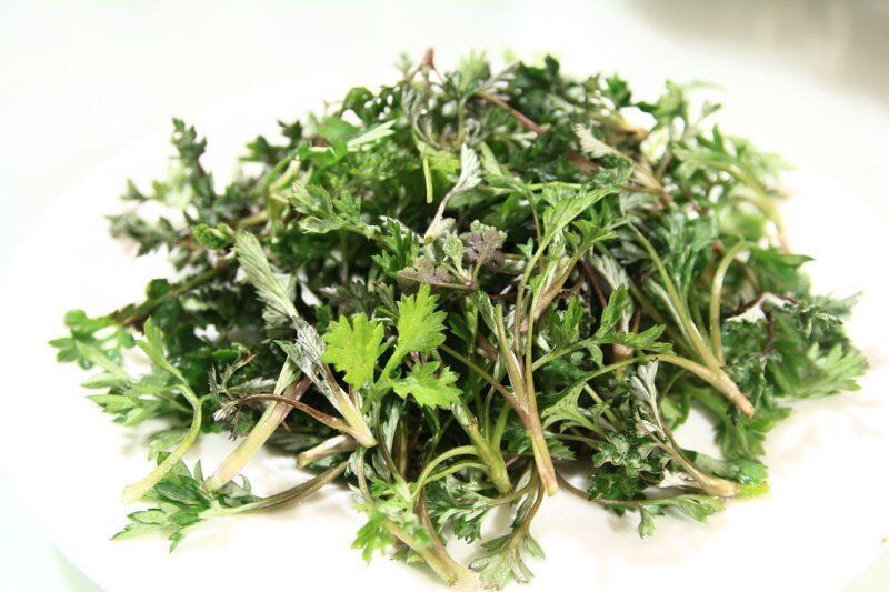 mugwort, spring, medicinal herbs