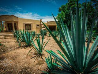 Agave and Tequila – An Aztec Legend