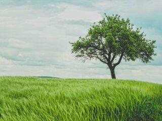 The Celtic Tree Calendar