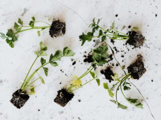 Photo by Karolina Grabowska on <a href="https://www.pexels.com/photo/green-parsley-seedlings-on-marble-table-4202258/" rel="nofollow">Pexels.com</a>