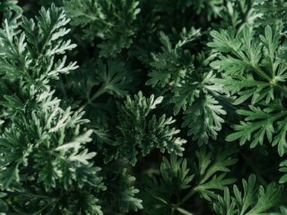 Photo by Veronica on <a href="https://www.pexels.com/photo/leaves-of-a-wormwood-plant-in-close-up-photography-2061538/" rel="nofollow">Pexels.com</a>