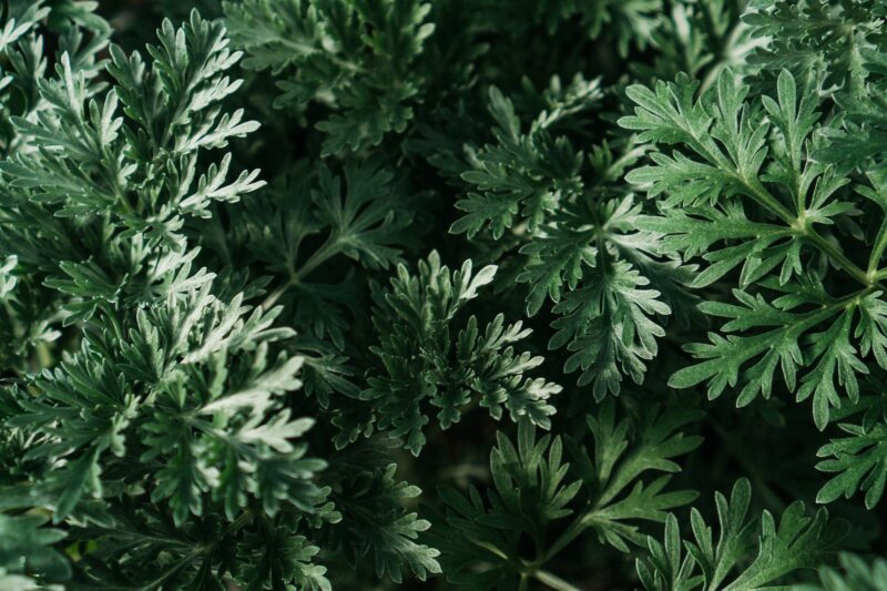 leaves of a wormwood plant in close up photography