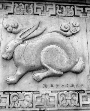 mao, rabbit, china